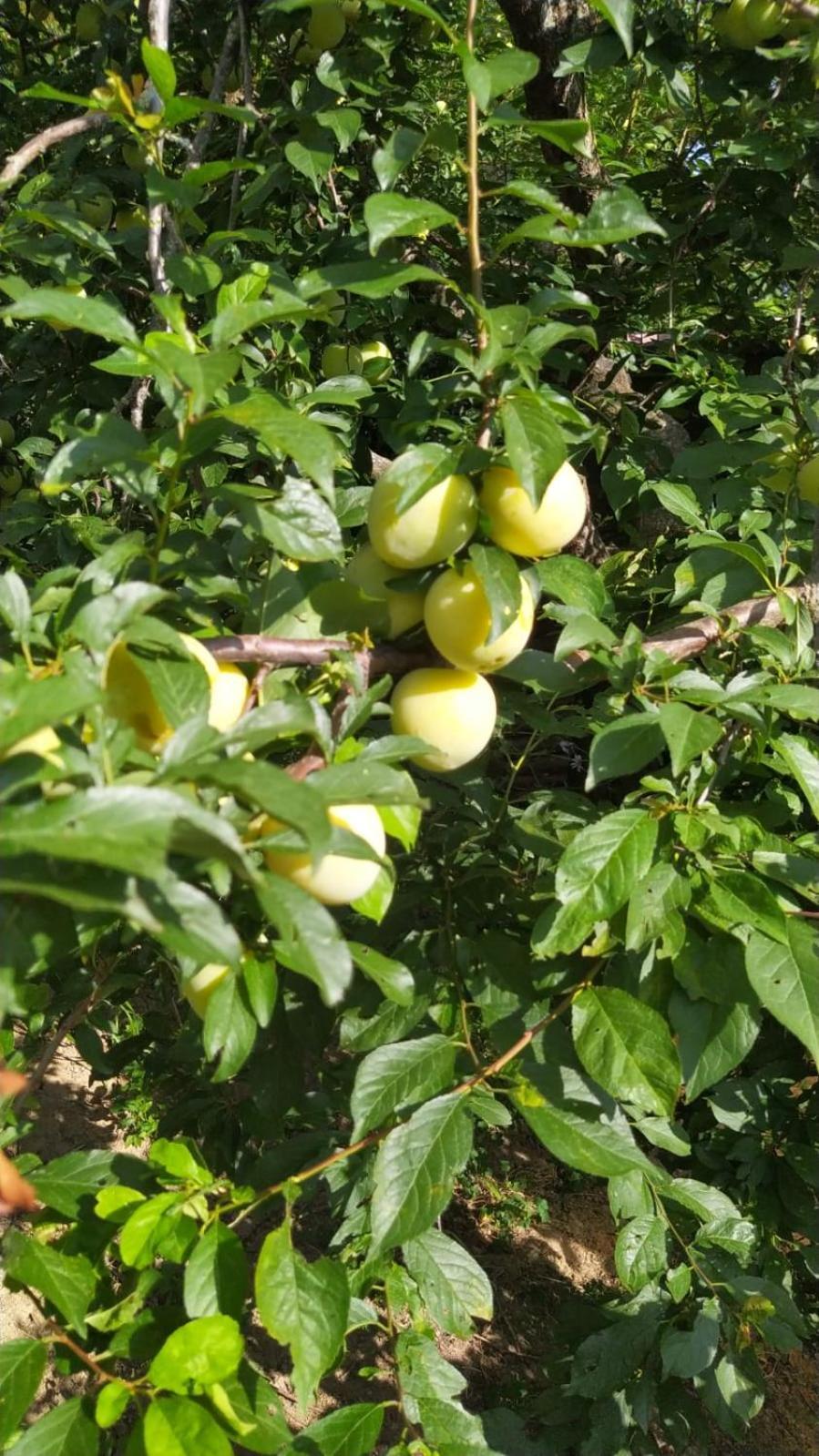 Tolfa Azienda Agricola Biologica La Cardellina מראה חיצוני תמונה